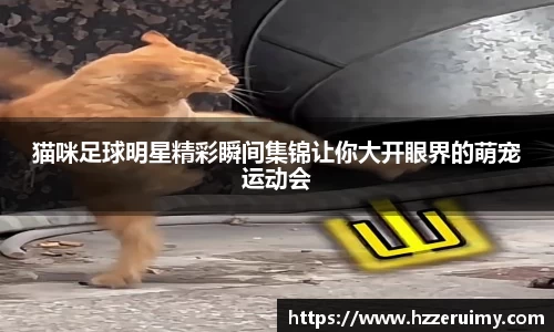 猫咪足球明星精彩瞬间集锦让你大开眼界的萌宠运动会